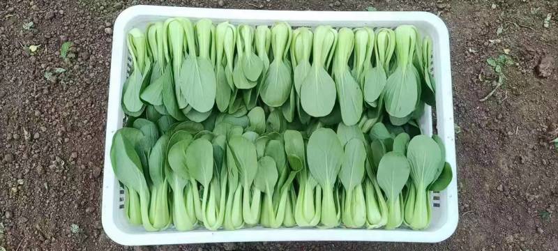 山东曹县小油菜，精品小油菜，产地直销，价格实惠，欢迎选购