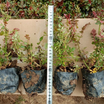 地被月季工程苗，耐盐碱，耐旱，坤盛苗木基地大量现货