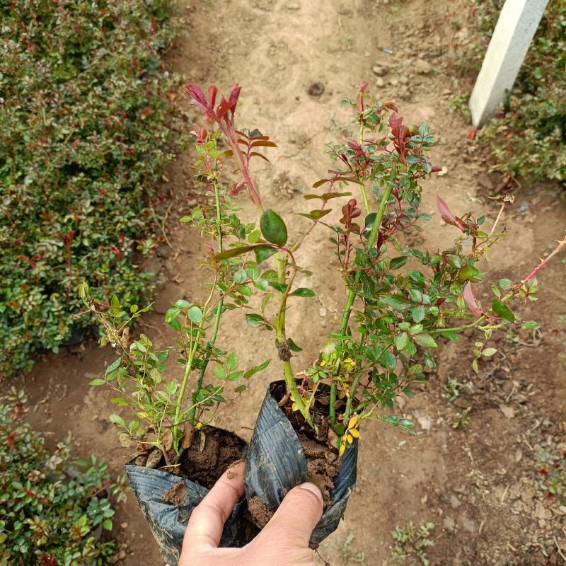 地被月季工程苗，耐盐碱，耐旱，坤盛苗木基地大量现货