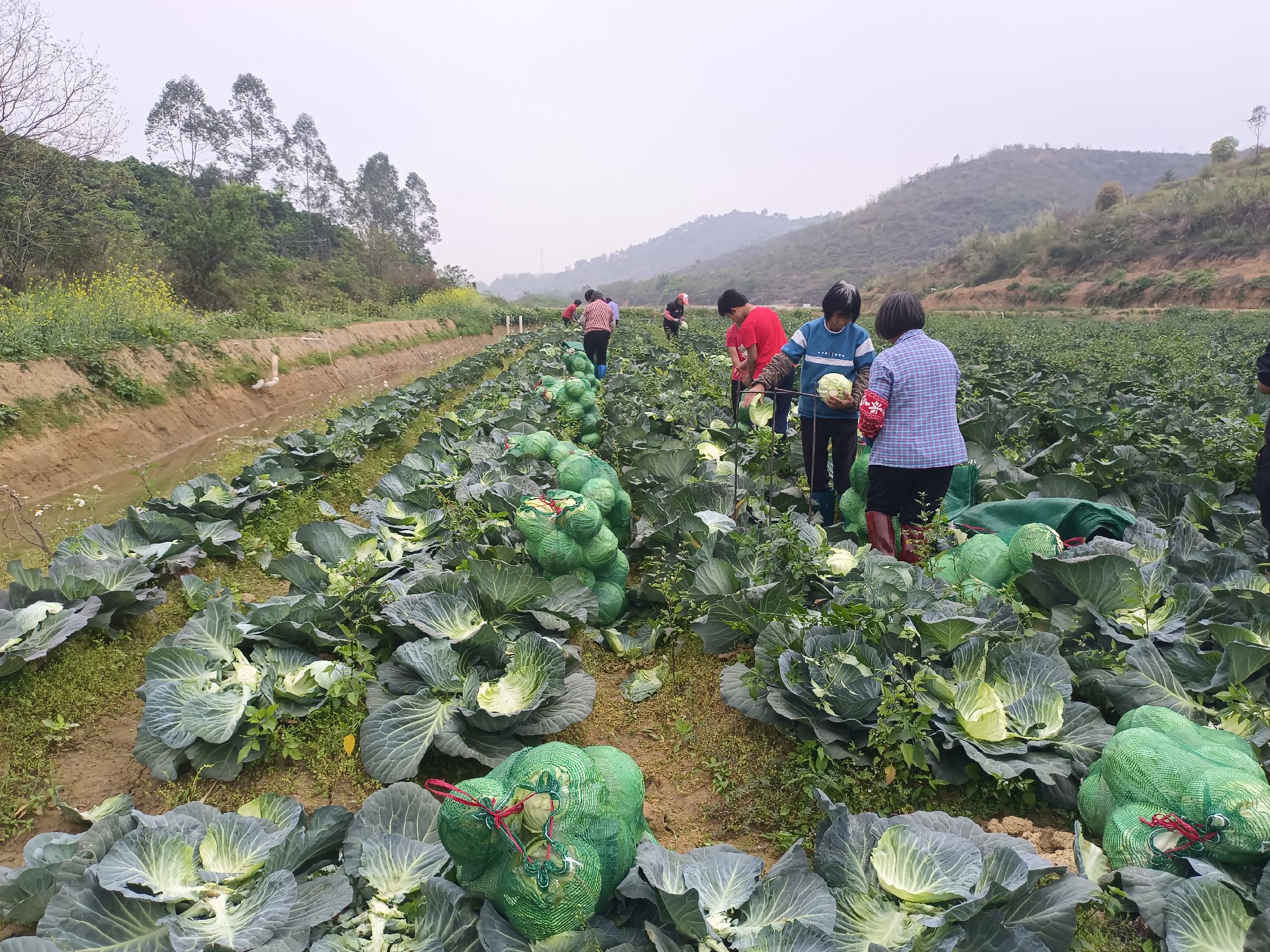 陕西省咸阳市泾阳县农民正在采收成熟的圆包菜,现场工人正在进行分级包装作业 圆包菜采收现场