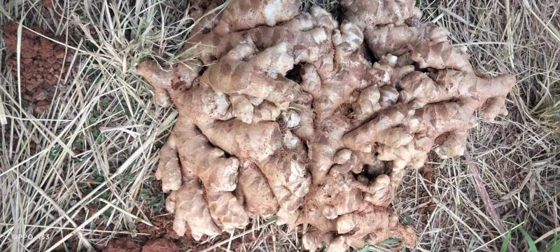 白姜大白姜产地直发缅甸货质优价廉价格公道货真价实