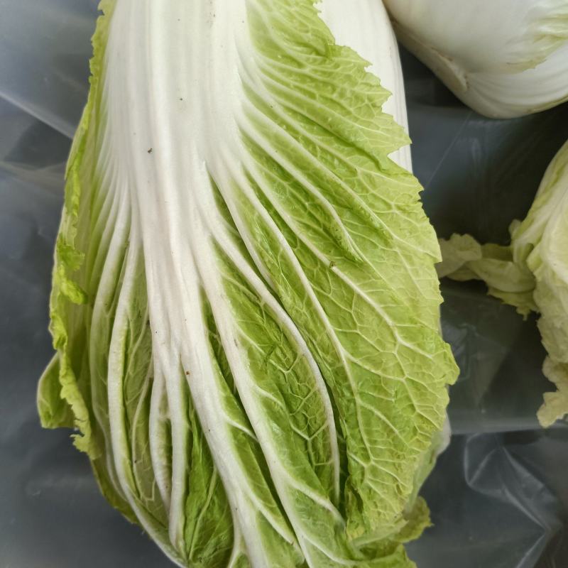 陕北榆林榆阳区大白菜