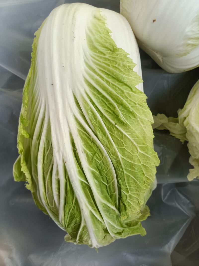 陕北榆林榆阳区大白菜