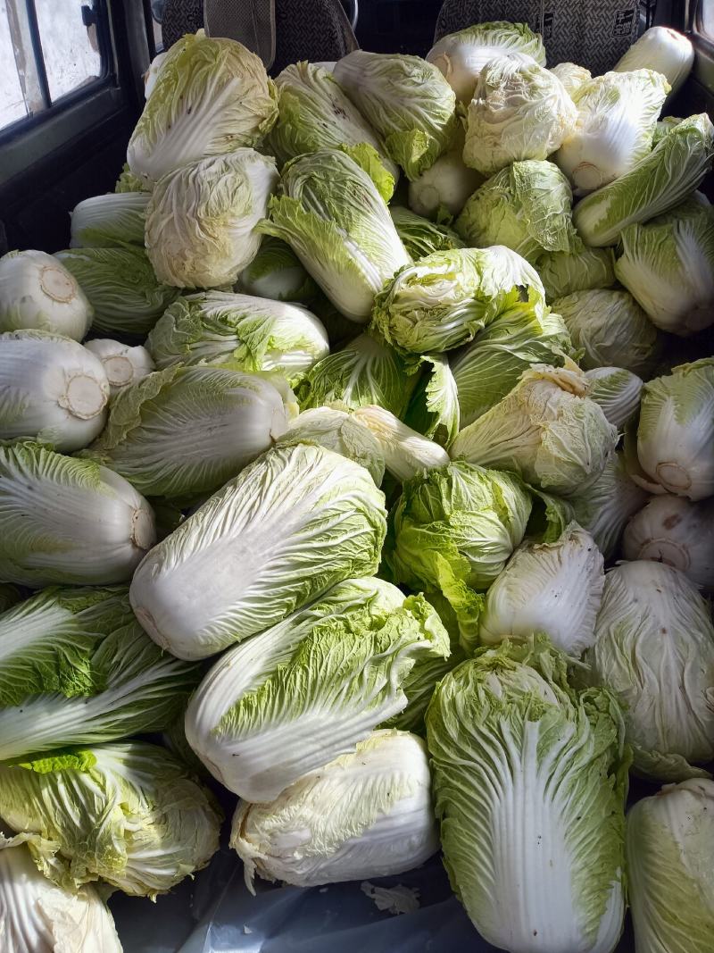 陕北榆林榆阳区大白菜