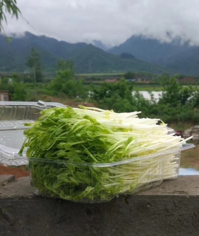 花生芽，豌豆苗，萝卜苗，黄豆芽，绿豆芽，空心菜等芽苗菜。