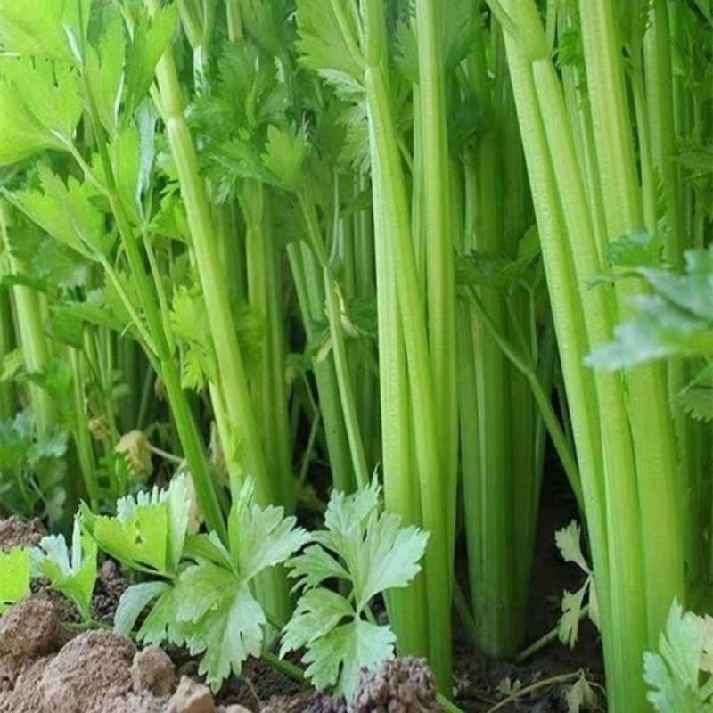 一手货源山东皇后香芹自产自销货源充足
