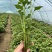 【红薯苗】慧谷原种脱毒秦薯5号红薯苗秦薯5号