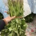 【红薯苗】慧谷原种脱毒秦薯5号红薯苗秦薯5号