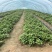 【秦薯5号】脱毒红薯苗慧谷原种秦薯5号红薯苗基地货