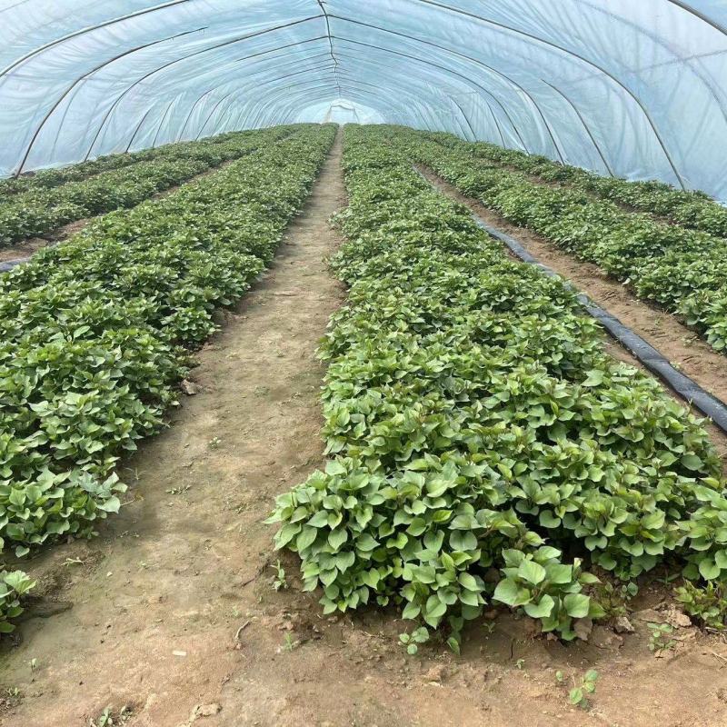 【秦薯5号】脱毒红薯苗慧谷原种秦薯5号红薯苗基地货