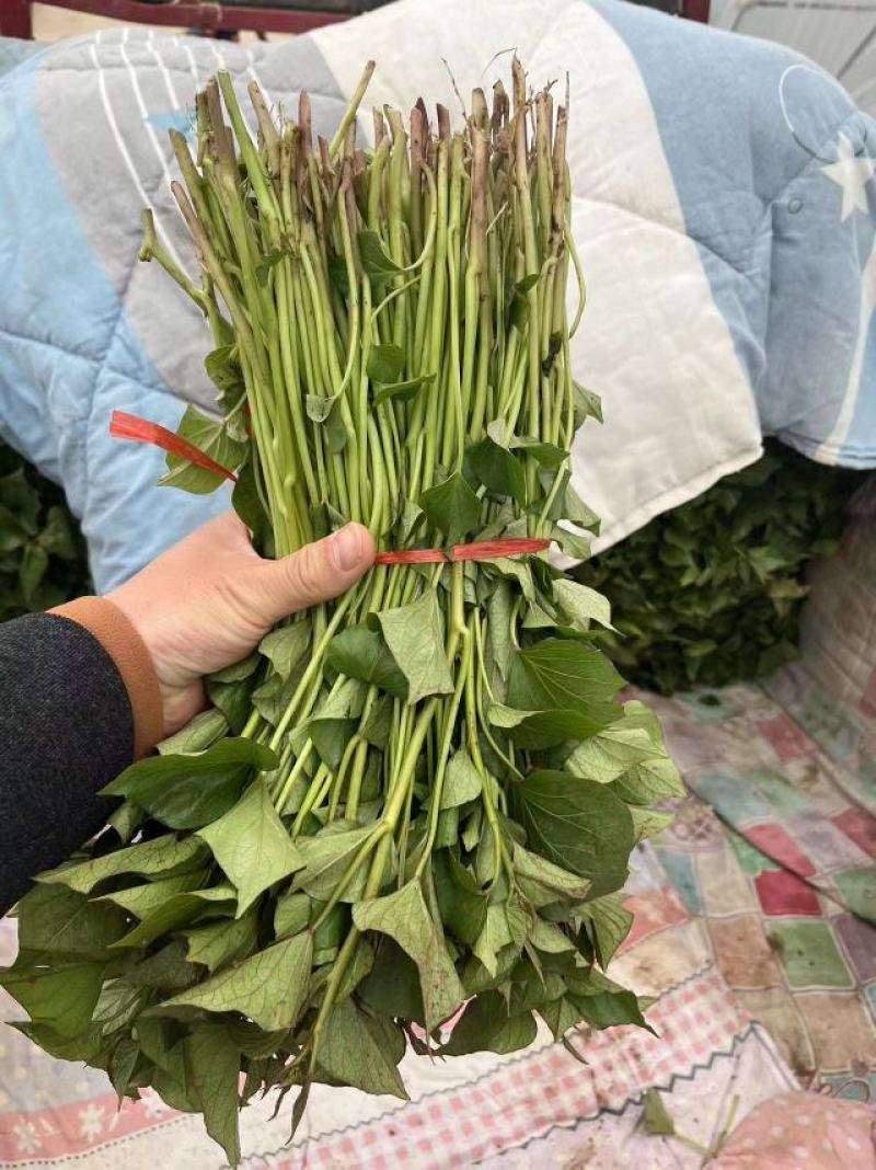 【秦薯5号】脱毒红薯苗慧谷原种秦薯5号红薯苗基地货