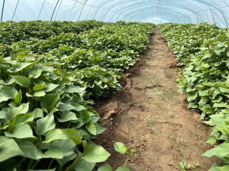 【秦薯5号】脱毒红薯苗慧谷原种秦薯5号红薯苗基地货