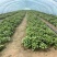 【秦薯5号】脱毒红薯苗慧谷原种秦薯5号红薯苗基地货