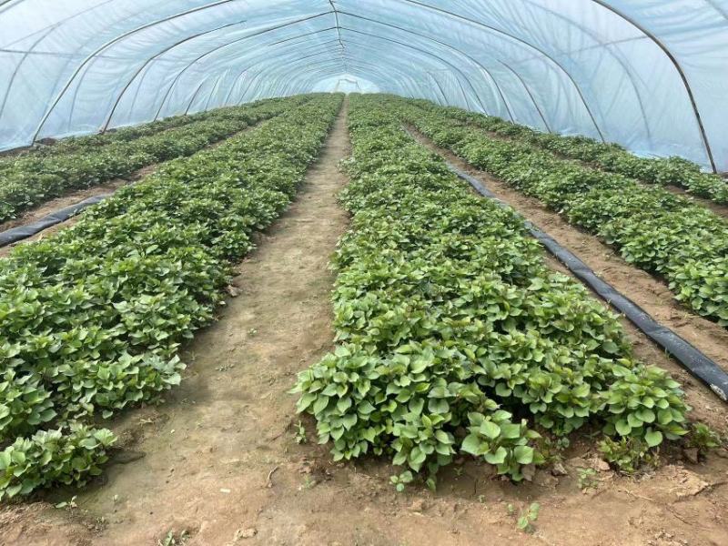 【秦薯5号】脱毒红薯苗慧谷原种秦薯5号红薯苗基地货