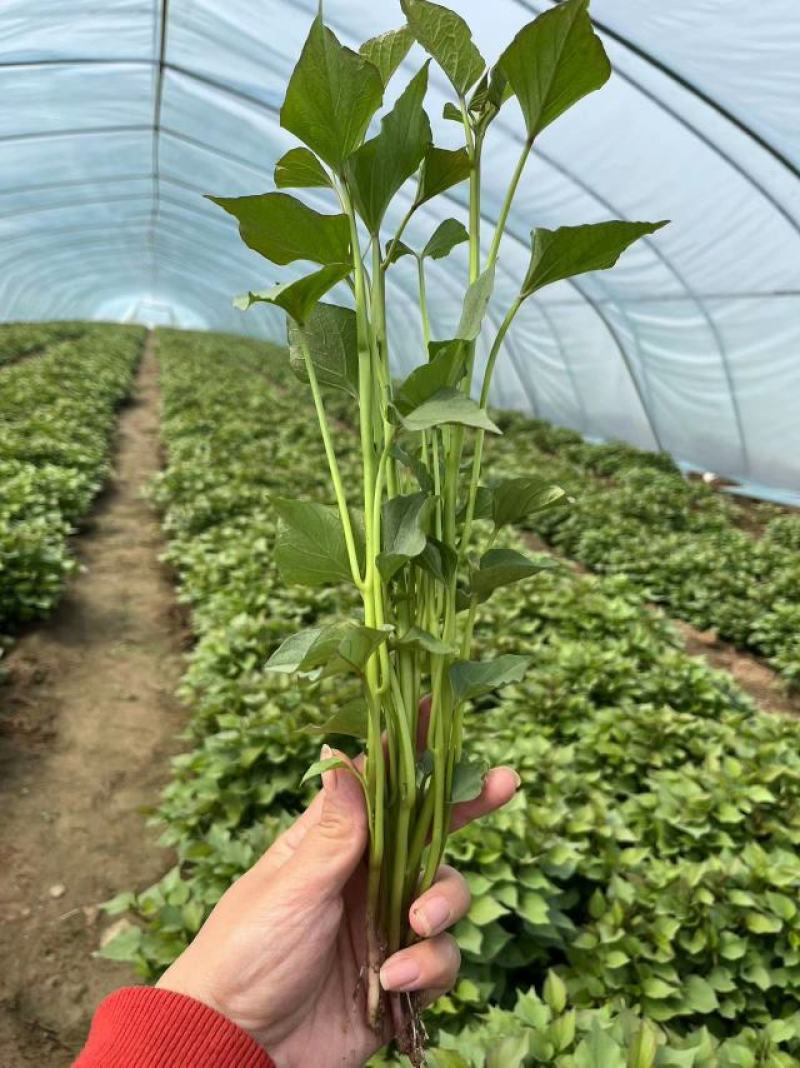 【秦薯5号】脱毒红薯苗慧谷原种秦薯5号红薯苗基地货