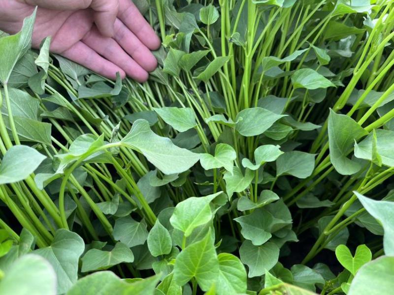 【秦薯5号】脱毒红薯苗慧谷原种秦薯5号红薯苗基地货