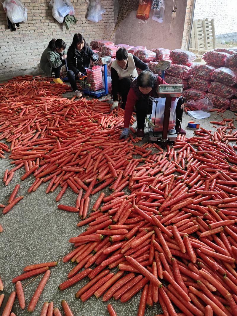 秤杆红红萝卜，电商超市市场加工厂养殖用各种规格货源充足