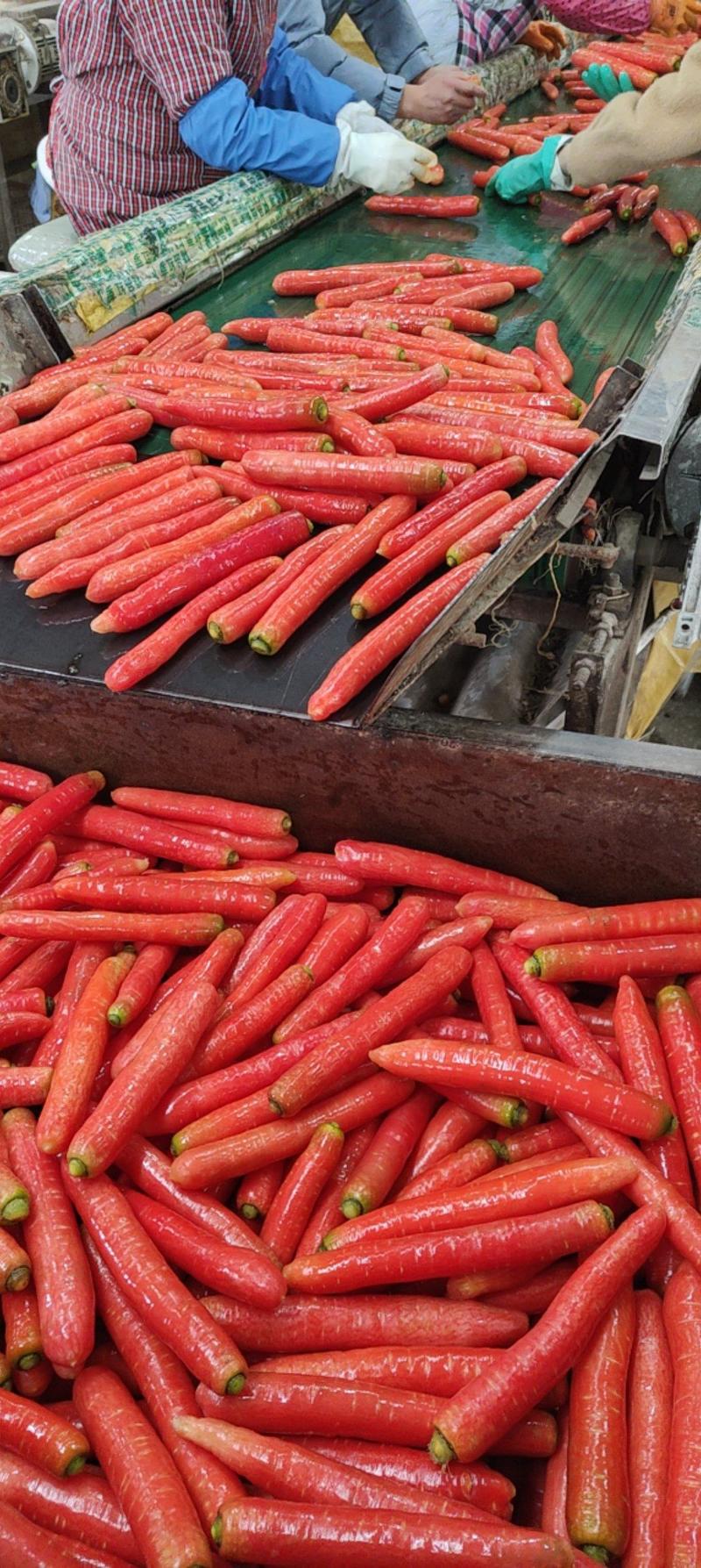 秤杆红红萝卜，电商超市市场加工厂养殖用各种规格货源充足