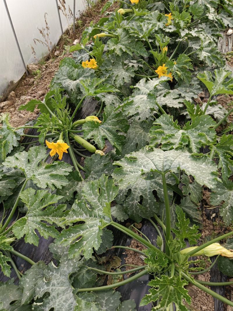 南通市海门区绿皮西葫芦大量上市，质量保证，价格优惠全国发