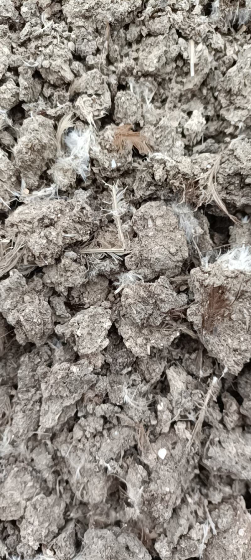 纯人工晾晒干鸡粪散装200元一吨，