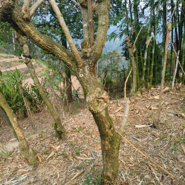 三角梅老桩