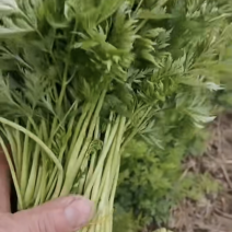川芎尖，现货供应货源充足