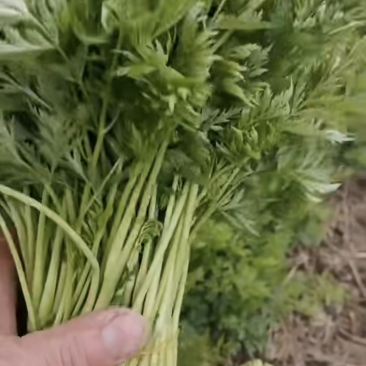 川芎尖，现货供应货源充足