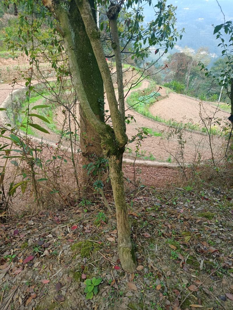 三角梅老桩