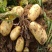 泗水泉林镇黄心土豆产地一手货源全国发货货源采购