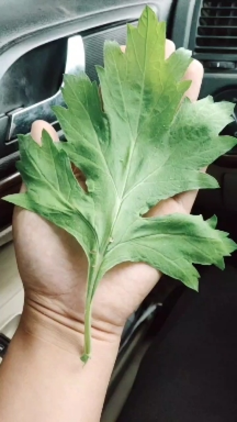 艾苗艾根出售正宗五叶大艾