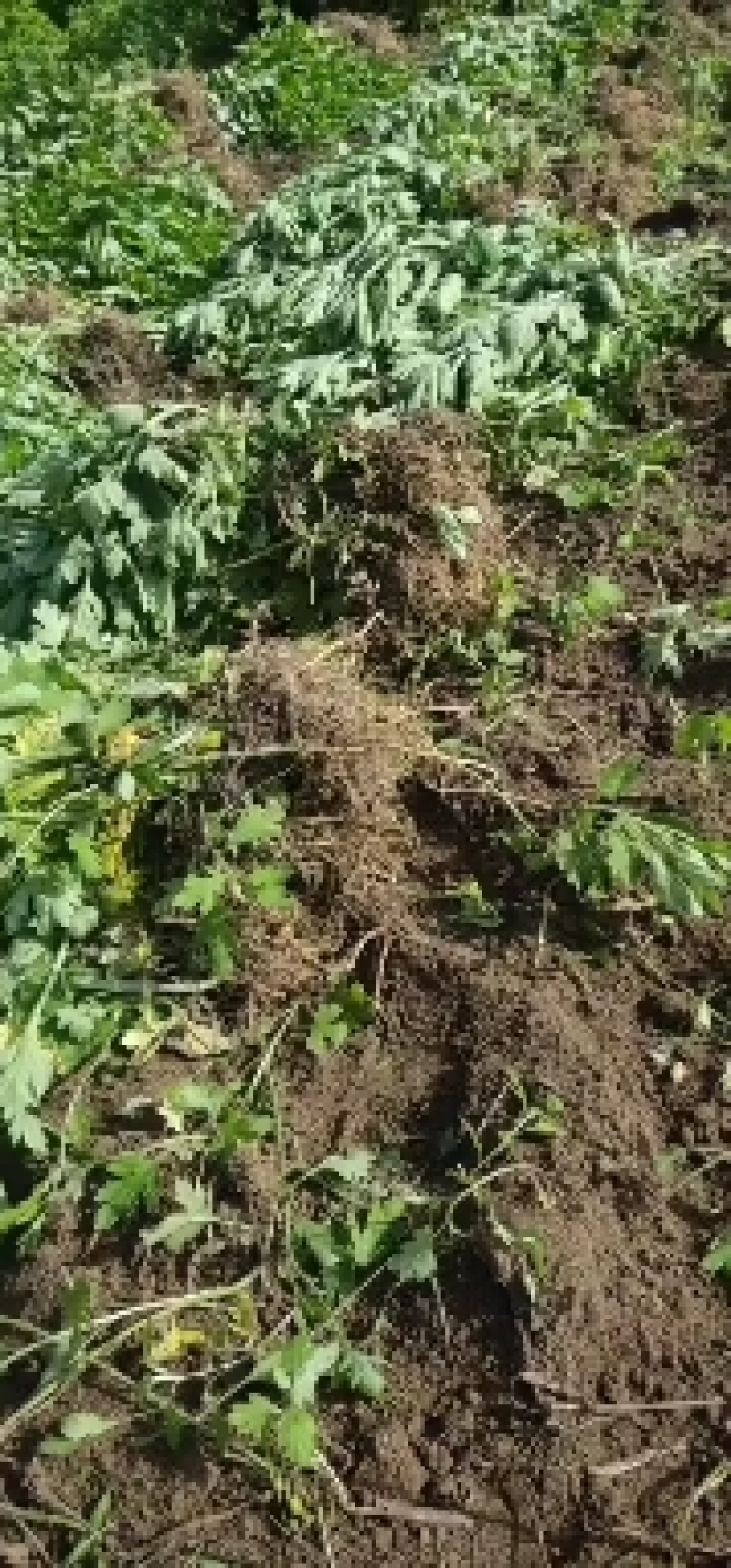 艾苗艾根出售正宗五叶大艾
