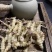山东宝塔菜