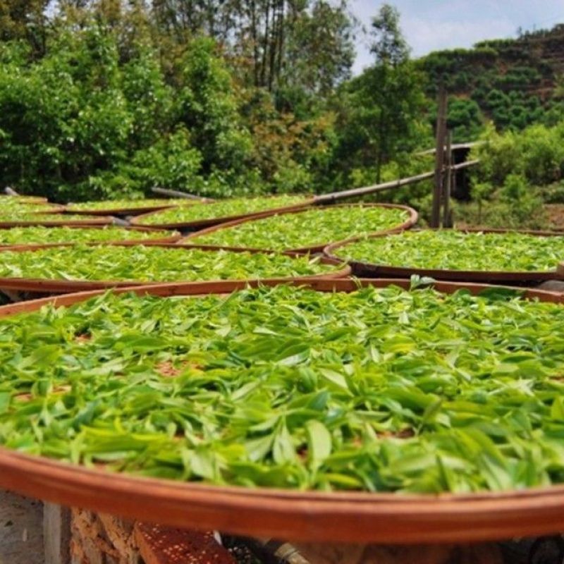 丁香叶茶丁香叶中药材花茶丁香叶茶新货质量保证！