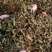 丁香叶茶丁香叶中药材花茶丁香叶茶新货质量保证！