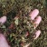 丁香叶茶丁香叶中药材花茶丁香叶茶新货质量保证！