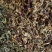 丁香叶茶丁香叶中药材花茶丁香叶茶新货质量保证！