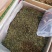 丁香叶茶丁香叶中药材花茶丁香叶茶新货质量保证！