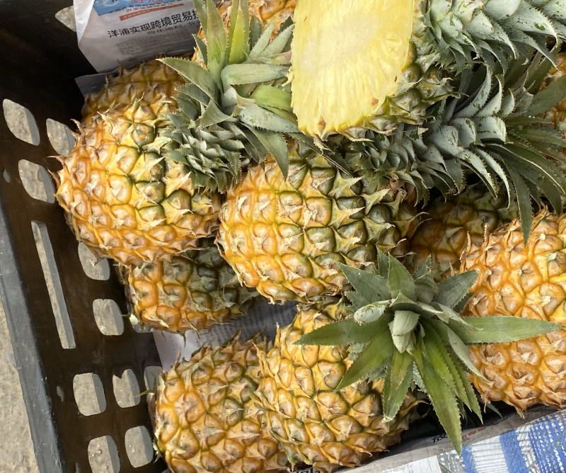 精品菠萝现摘现发