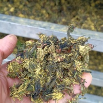 杜仲雄花茶杜仲花茶干货鲜货河南南阳产地直销