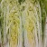 陕西新鲜大白菜蔬菜冬储白菜蔬菜周至自存蔬菜
