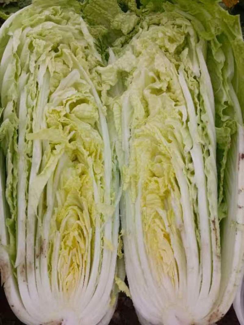 陕西新鲜大白菜蔬菜冬储白菜蔬菜周至自存蔬菜