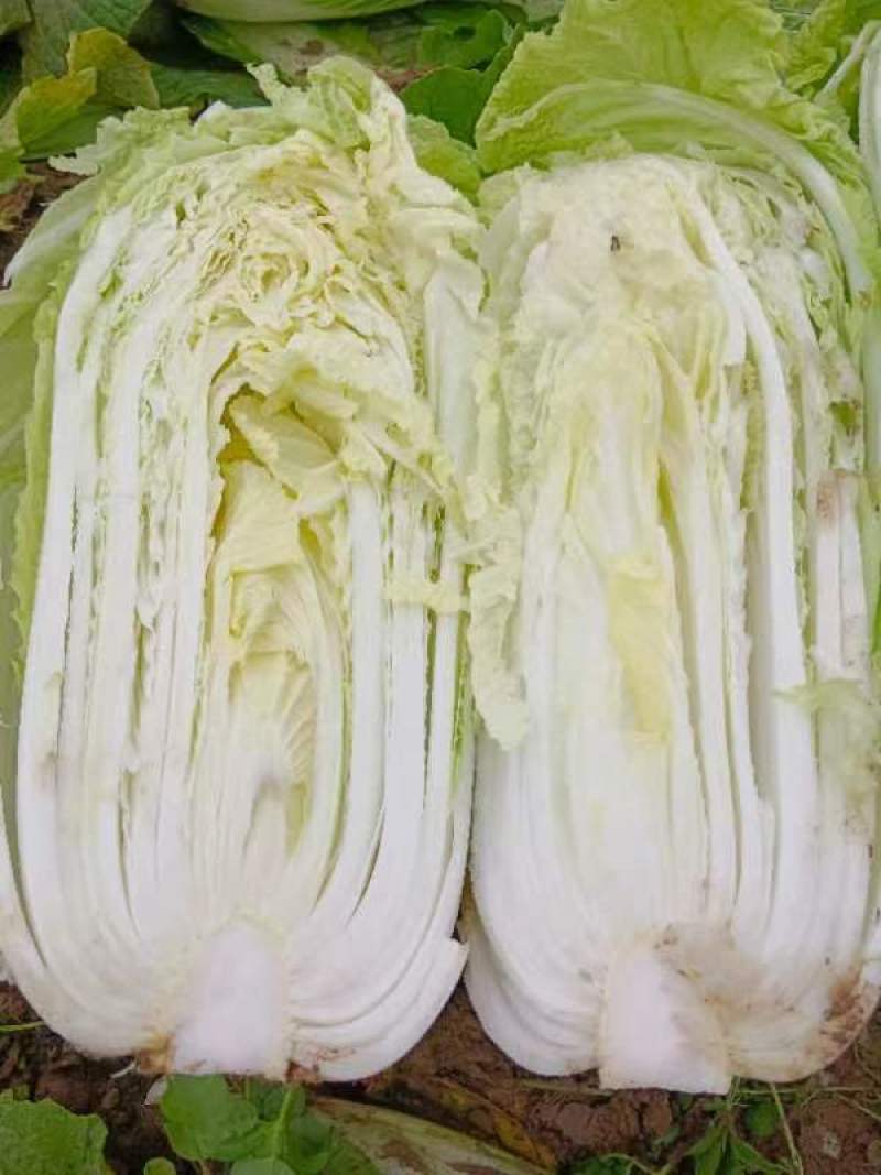 陕西新鲜大白菜蔬菜冬储白菜蔬菜周至自存蔬菜