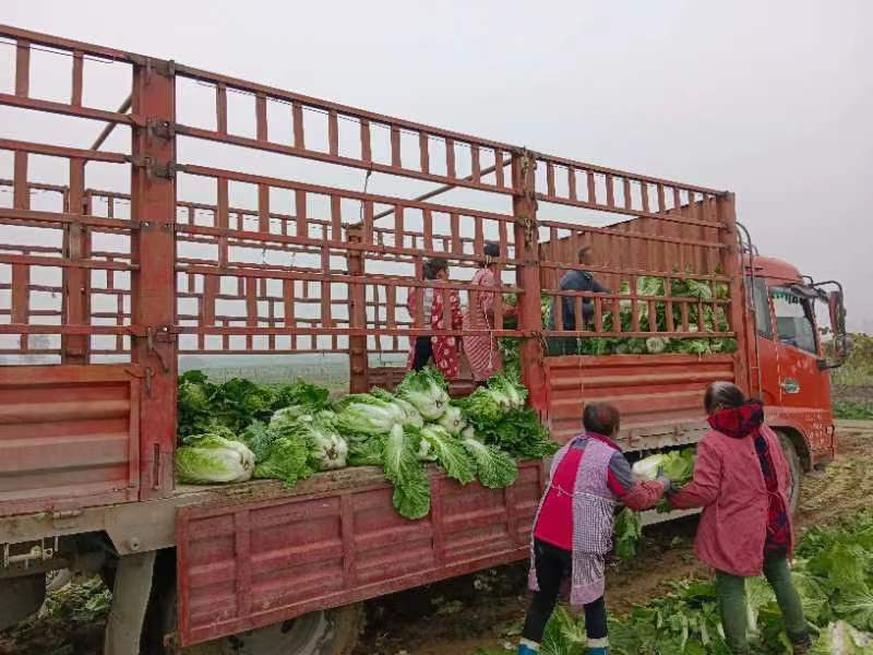 陕西新鲜大白菜蔬菜冬储白菜蔬菜周至自存蔬菜