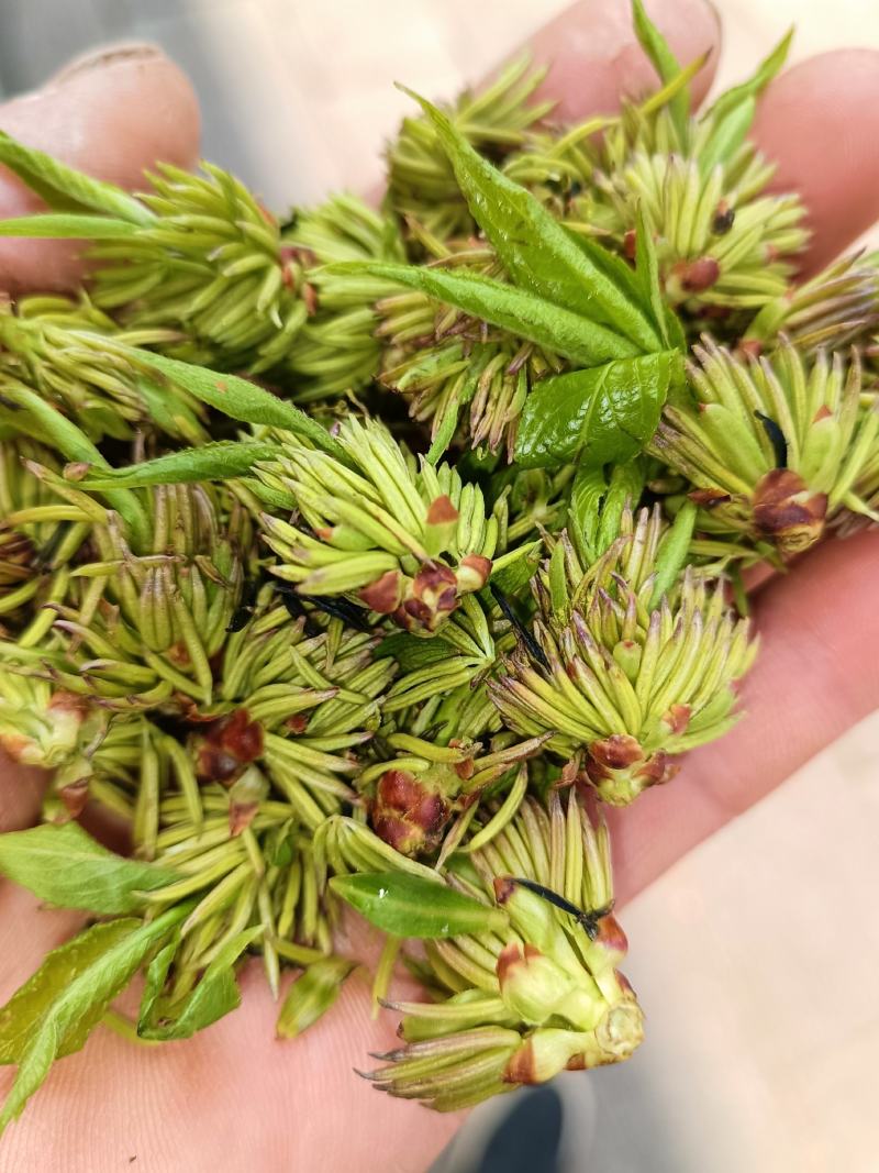 杜仲雄花茶杜仲花茶干货鲜货河南南阳产地直销