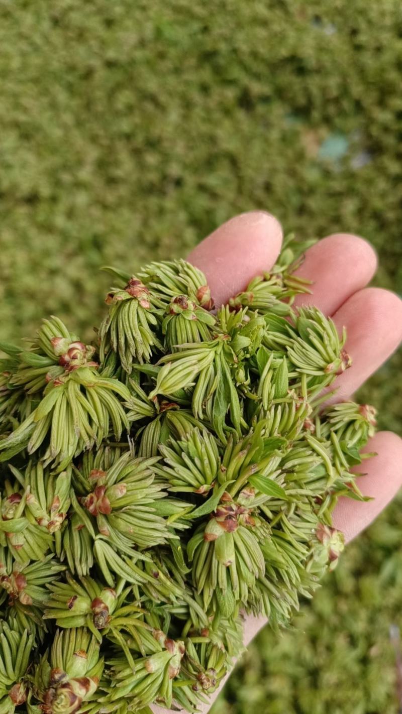 杜仲雄花茶杜仲花茶干货鲜货河南南阳产地直销