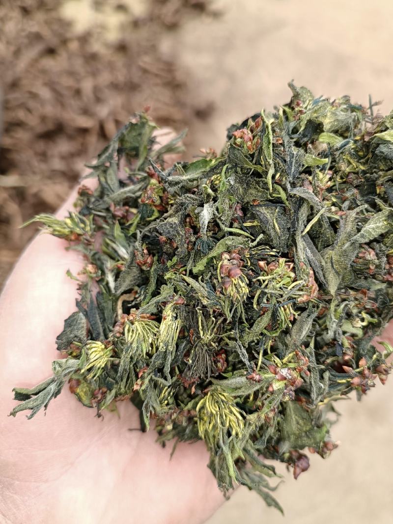 杜仲雄花茶杜仲花茶干货鲜货河南南阳产地直销