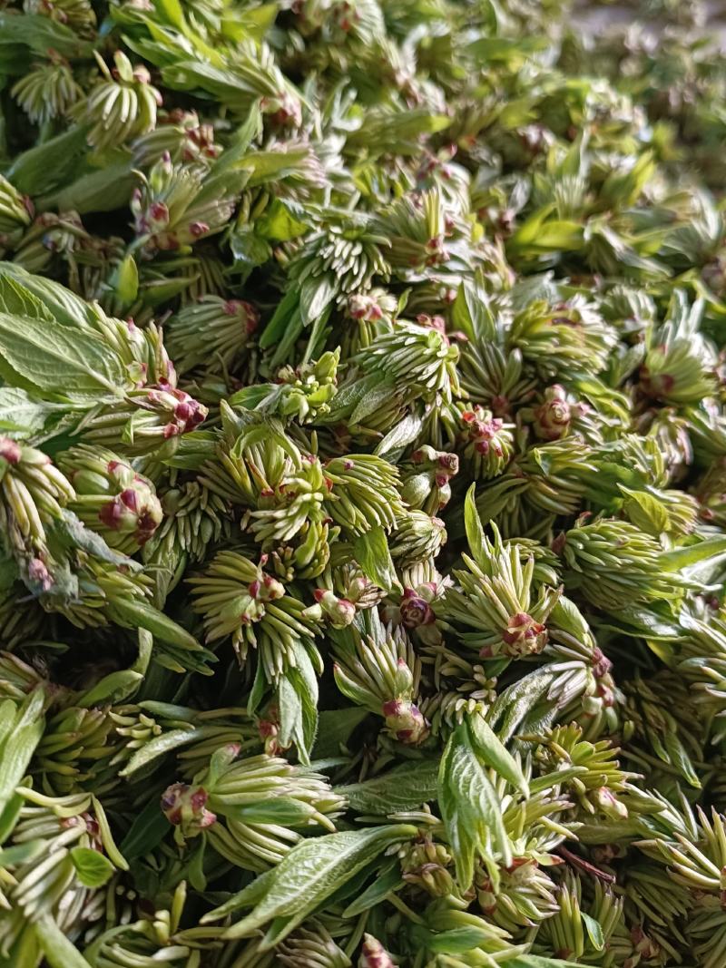 杜仲雄花茶杜仲花茶干货鲜货河南南阳产地直销