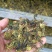 杜仲雄花茶杜仲花茶干货鲜货河南南阳产地直销