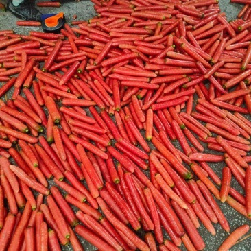 大量供应精品称杆红红萝卜，电商超市市场，货源充足欢迎订购