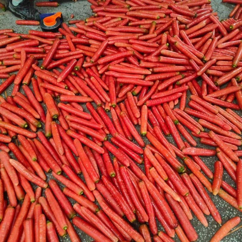 大量供应精品称杆红红萝卜，电商超市市场，货源充足欢迎订购